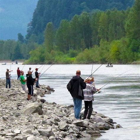 dart adult passage|adult salmon count columbia river.